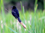Blackbird in Minnesota