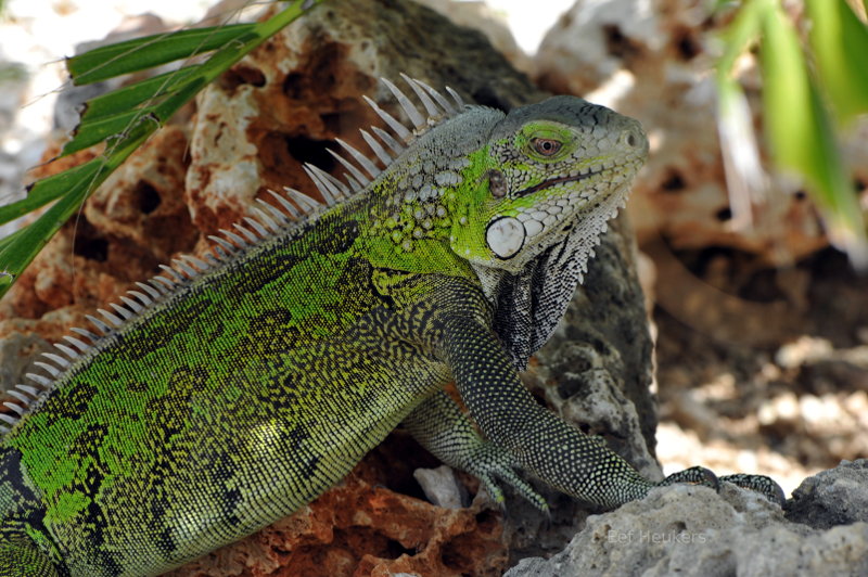Green Iguana in the Caribbean