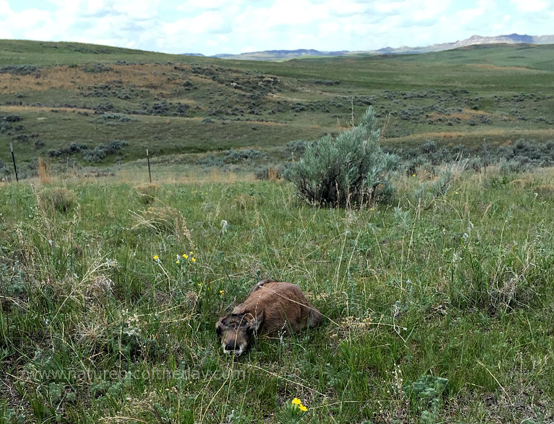 Antelope in Eastern Montana