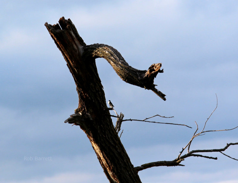 Bird and snag