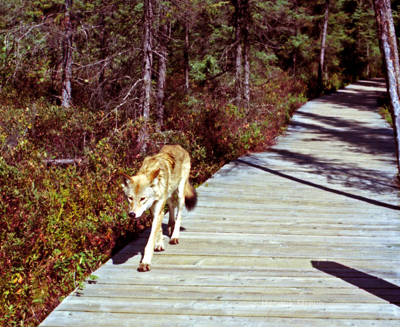 Wolf in Spruce Bog Trail, Algonquin Park, Ontario, Canada