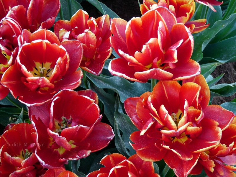 Beautiful red tulips in Tasmania
