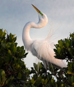 Egret in Sarasota, Florida