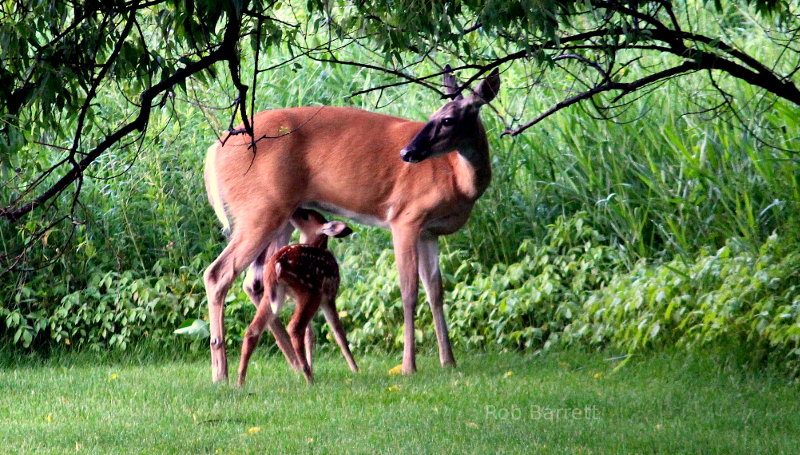 Doe and fawn