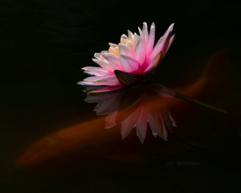 Water Lily and Koi in the Koi pond in Nebraska