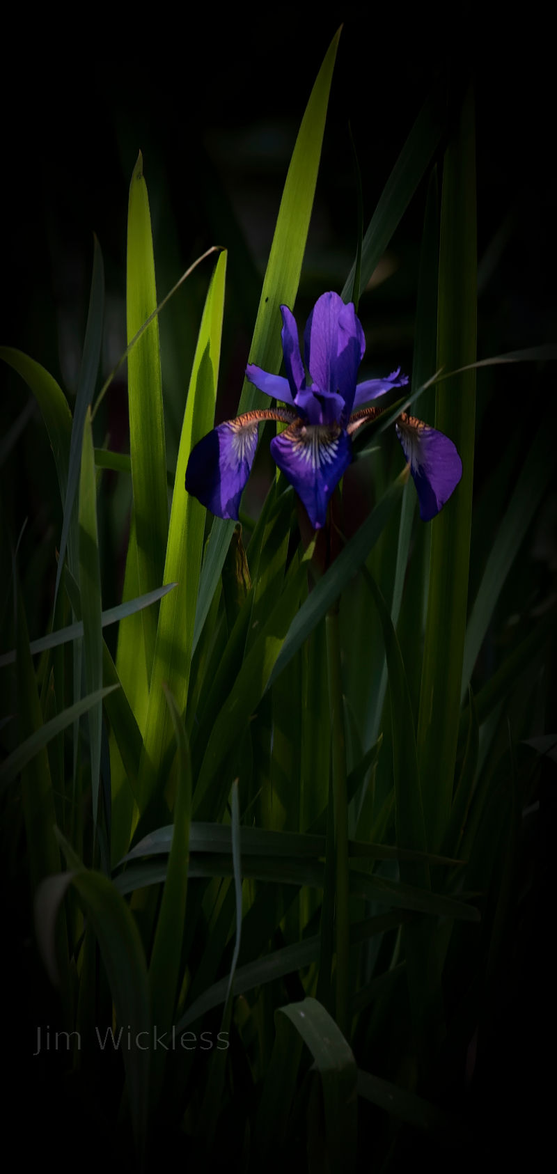 Beautiful Japanese Iris in Lincoln, Nebraska