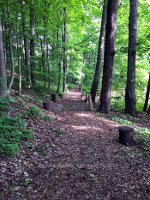 Wooded path in Nazareth, PA