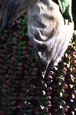 Seeds from a Cariota Palmeira Tree