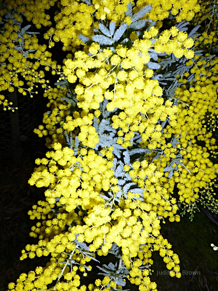 Yellow flowers in Tasmania