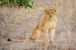 Handsome Lion Cub in South Africa