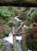 Creek in Rain forest in Washington state.