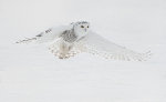 Beautiful Snowy Owl in Barrie, Ontario, Canada.
