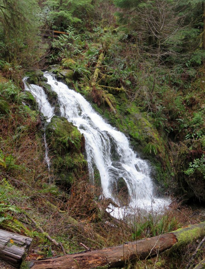 Cascade Creek in Quinault Rain Forest.