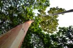 A giant, majestic tree in Brazil