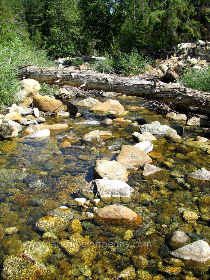 Stream in Northern California