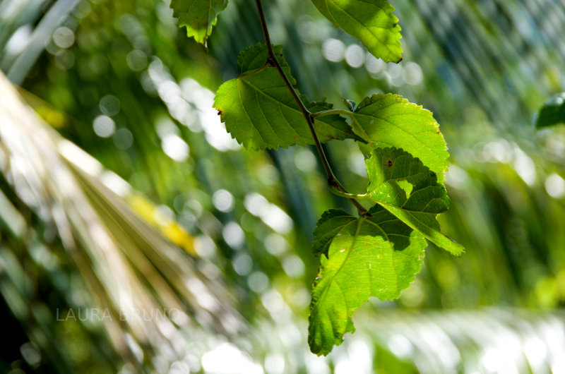 Green nature in Brazil