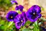 Beautiful Purple Flowers in Minnesota