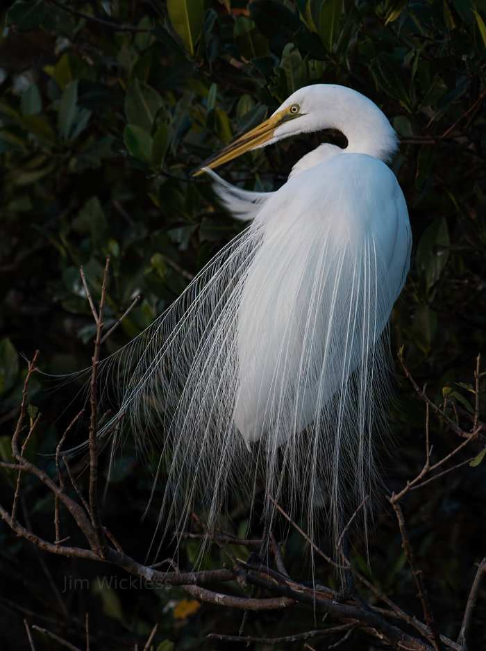 Great Egret in Sarasota, Florida