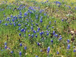 Pretty blue flowers, lupines, near Hetch Hetchy in Yosemite National Park