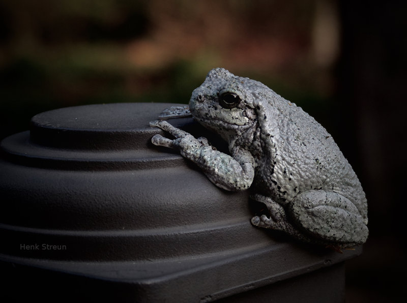 Tree Frog in Canada