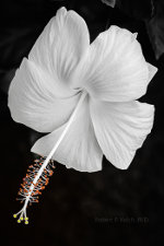 White hibiscus in French Polynesia
