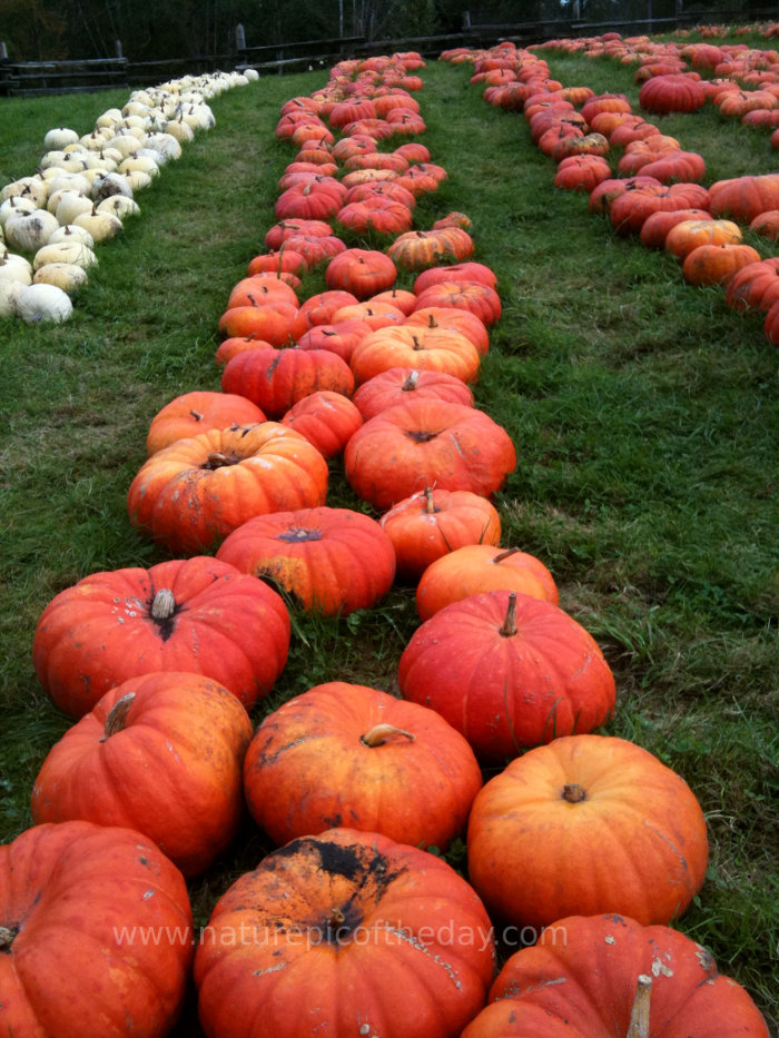 Pumpkin patch in Washington