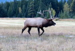 Elk in the Canadian Rockies