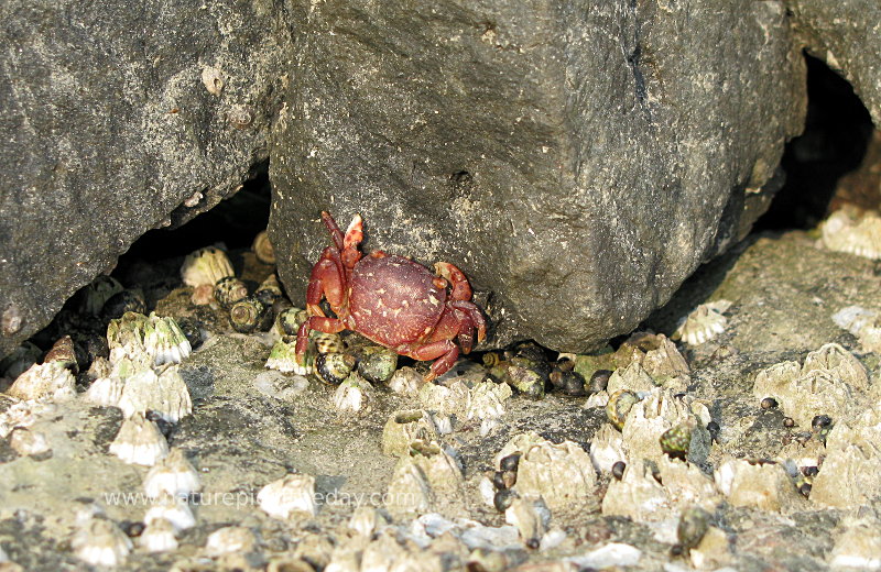 Crab on the beach.