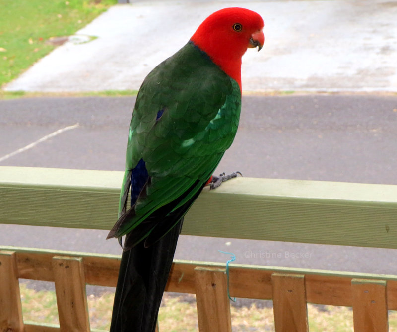 King Parrot in Australia
