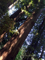 California Redwood Forest