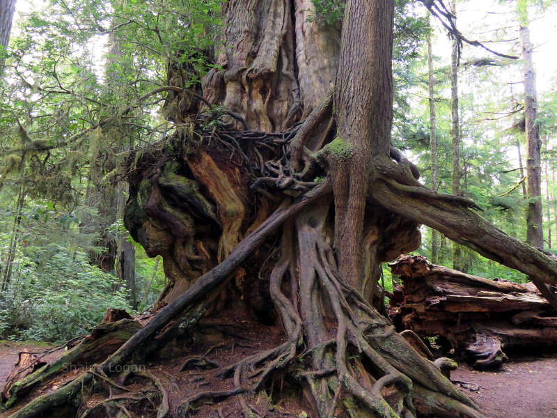 Cedar near Forks, WA