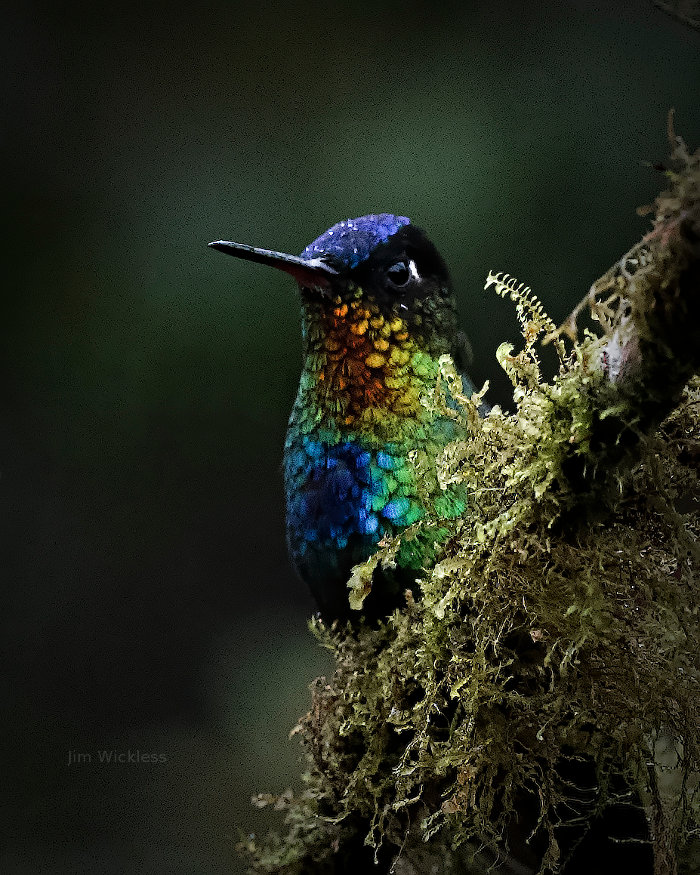 Hummingbird in Costa Rica