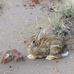 A desert hare in the Arizona desert.