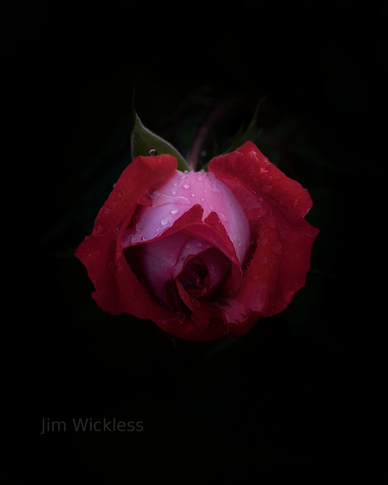 Beautiful red rose