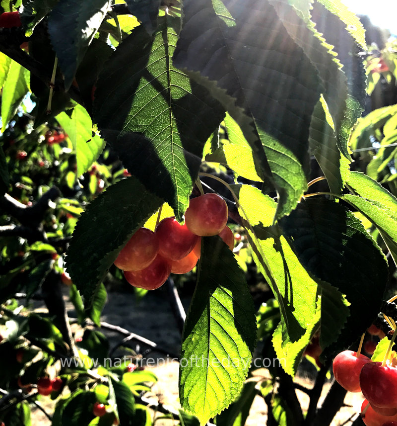 Rainier Cherries growing in Washington State