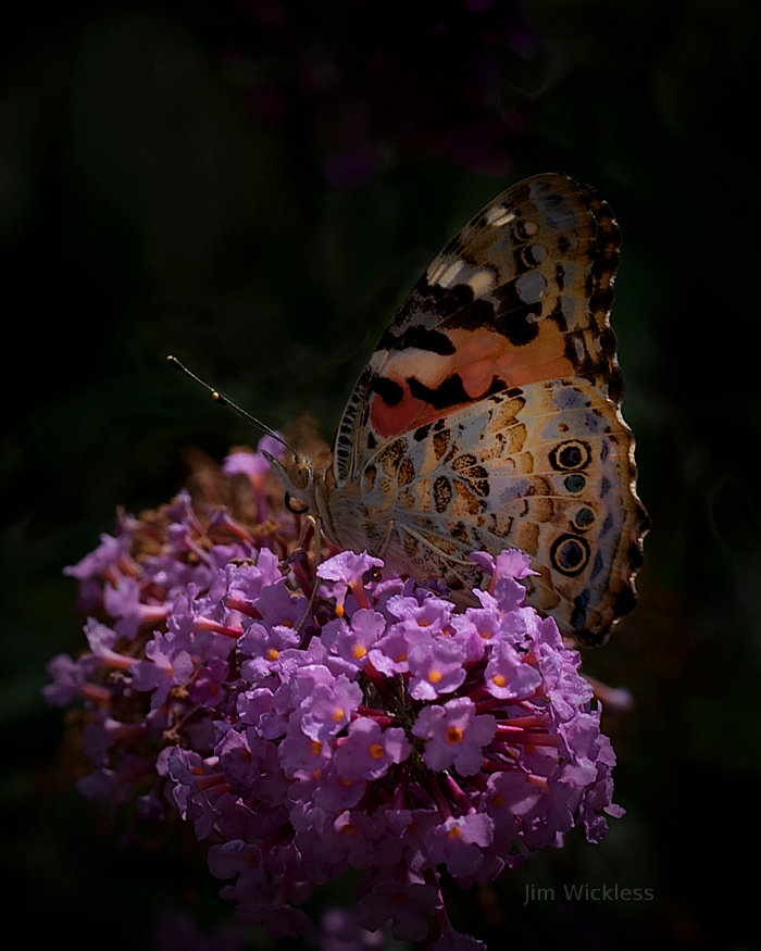 Beautiful butterfly in Lincoln, Nebraska