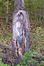 Weather-worn tree trunk 