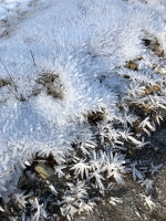 Frost on native plants