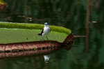 Handsome bird on a thorned lily pad in Brazil.  Is the bird small, or is that a giant lily pad?
