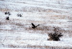 Hawk in Idaho