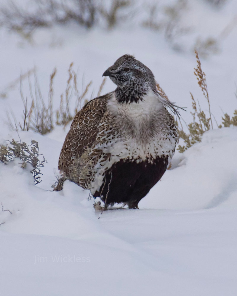 Grouse in Jackson Hole, WY