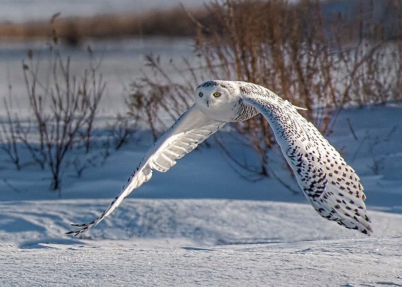 Snowy Owl in Barrie, Ontario, Canada