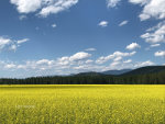 Beautiful yellow fields in Montana