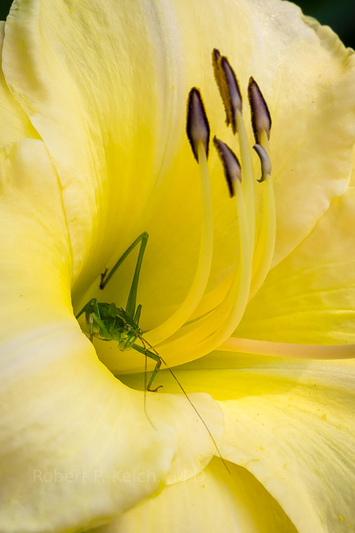 Praying mantis in a lilly in Michigan