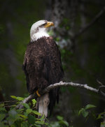 Bald Eagle in Sitka Alaska