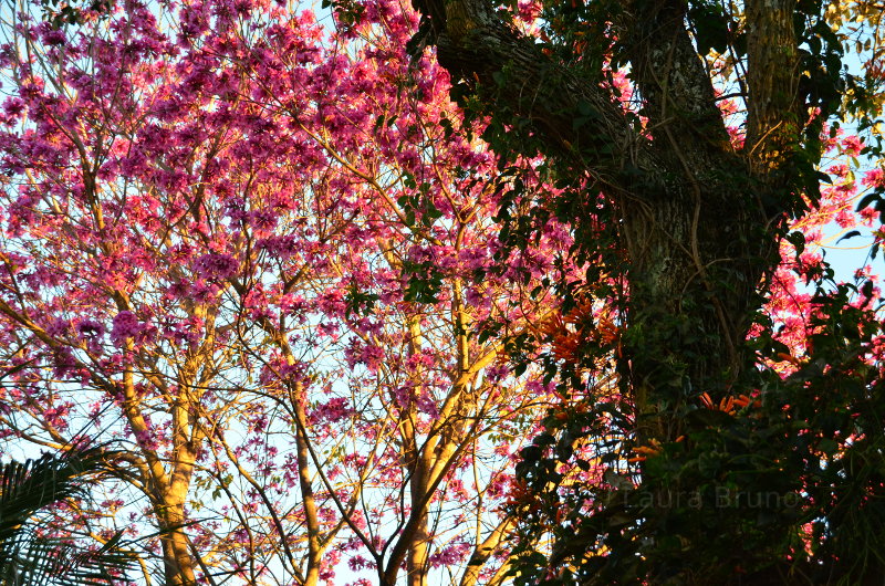 Pretty tree blossoms during Brazilian summer