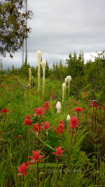 Beargrass and Indian paintbrush in Glacier National Park
