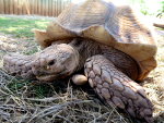 Giant tortoise in South Dakota at the Reptile Gardens