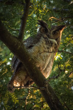 Great horned owl in Lincoln, Nebraska