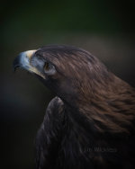 Golden Eagle in Sitka, Alaska